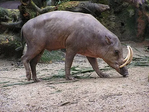babirusa: any mammal in the genus Babyrousa in the pig family Suidae, in which the upper tusk grows upward