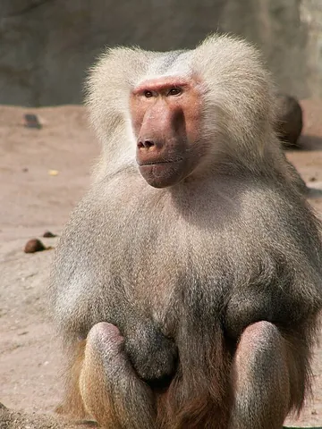 baboon: an Old World monkey of the genus Papio, having dog-like muzzles and large canine teeth, cheek...