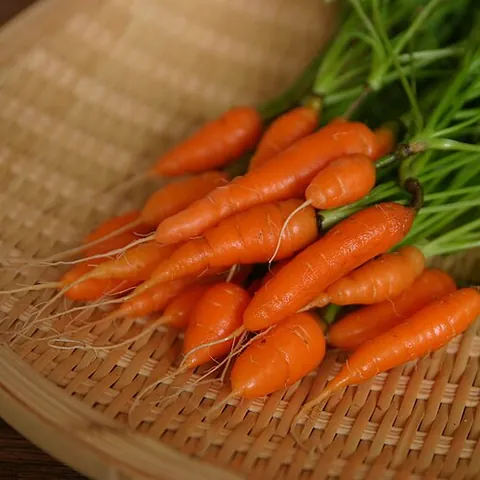 baby carrot: a carrot harvested and sold when immature and of a small size