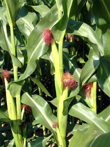 baby corn: young ears of maize/corn, especially those immature enough to be eaten whole as a vegetable