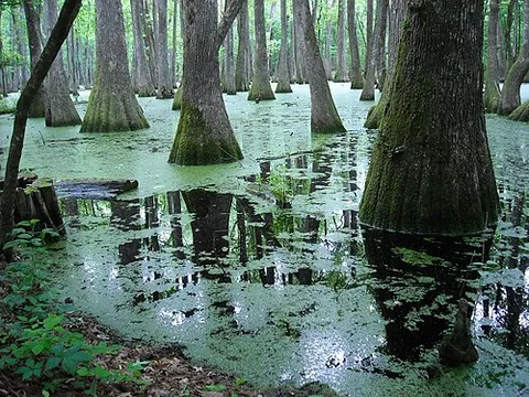 backwater: the water held back by a dam or other obstruction