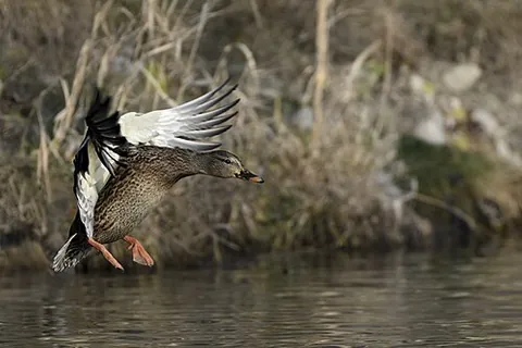 backwing: to flap the wings in such a way as to push air forward, thereby slowing forward momentum