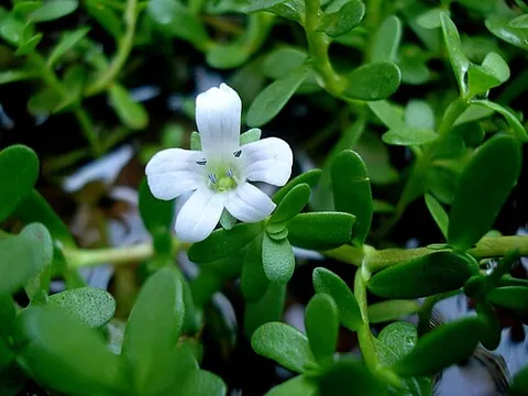 bacopa: any member of the genus Bacopa of aquatic plants, the water hyssops