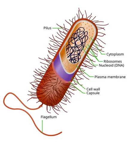 bacterium: a single-celled organism with cell walls but no nucleus or organelles