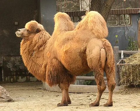 bactrian camel: the camel with two humps, Camelus bactrianus, native to the steppes of Asia