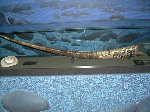 baculiconic: having a long, relatively straight tapering shell, possibly with one or two coils at the narrow end