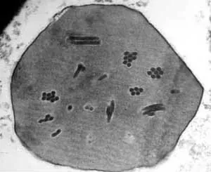 baculovirus: any large rod-shaped virus of the family Baculoviridae, including the granuloviruses and...