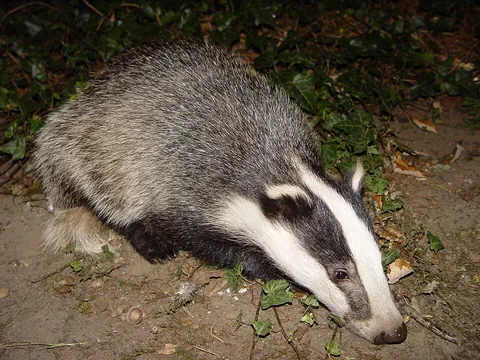 badger: any member of species of the genera Meles, Arctonyx, Mellivora or Taxidea, of mammals