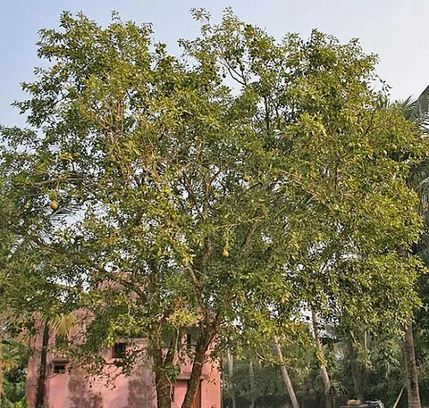 bael: a tropical fruit tree from India, Aegle marmelos