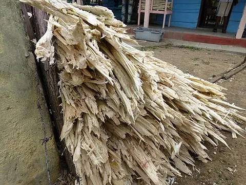 bagasse: the residue from processing sugar cane or other plants such as sorghum or sugar beet after the...