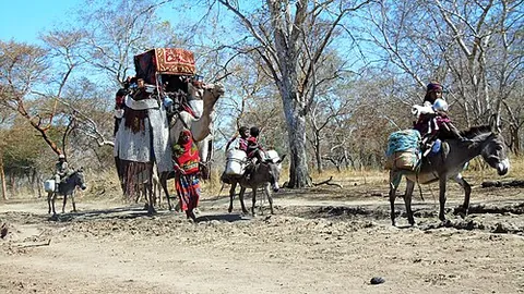 baggara: a grouping of Arab ethnic groups inhabiting the portion of Africa's Sahel mainly between Lake Chad...