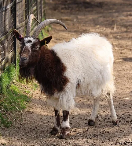 bagot: a goat of a British breed having a white body with black head and neck