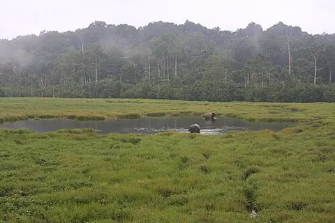 bai: a marshy meadow in sub-Saharan Africa