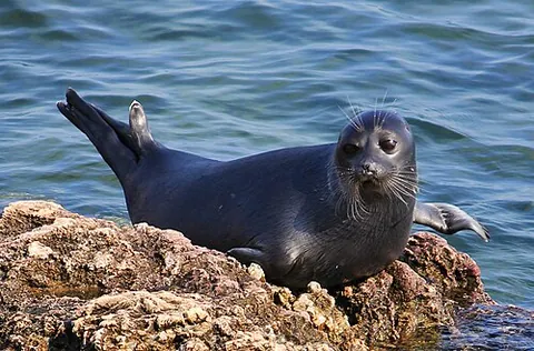 baikal seal: an earless seal of species Pusa sibirica, inhabiting Lake Baikal. It is unusual for being a...