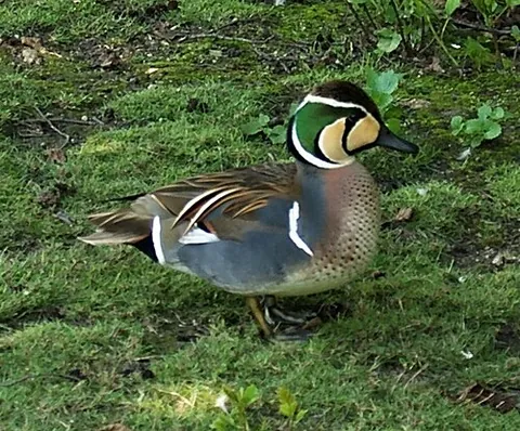 baikal teal: anas formosa, a dabbling duck that breeds within the forest zone of eastern Siberia