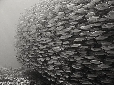 bait ball: a roughly spherical, very dense school of bait (prey) fish