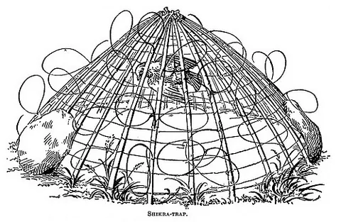 bal-chatri: a trap for catching hunting birds, consisting of a cage with bait and a slip noose