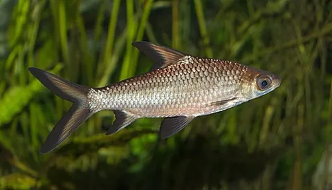 bala shark: a species of cyprinid; Balantiocheilos melanopterus