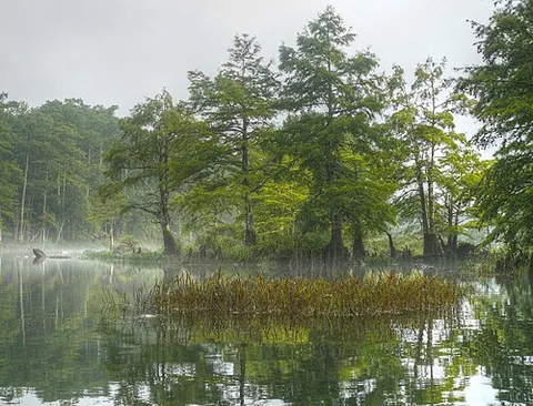 bald cypress: any member of the species Taxodium distichum of deciduous conifer trees, native to often-flooded...