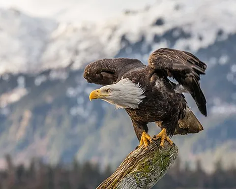 bald erne: bald eagle