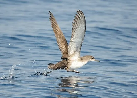 balearic shearwater: a medium-sized shearwater (Puffinus mauretanicus) in the seabird family Procellariidae