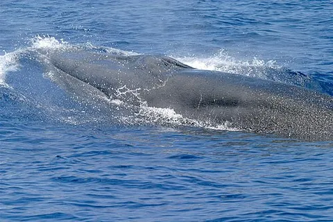 baleen whale: any of several large whales, of the parvorder Mysticeti, that have plates of whalebone (baleen)...