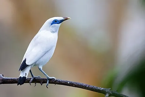 bali myna: leucopsar rothschildi, a medium-sized, stocky bird that is almost entirely white, and native to the...