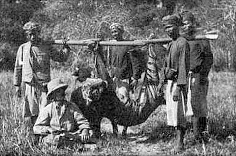 bali tiger: any tiger of an extinct Panthera tigris sondaica population found on the Indonesian island of Bali