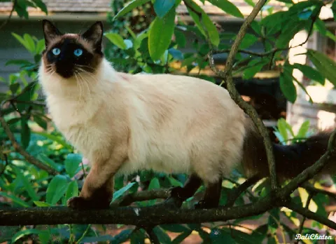balinese: of or relating to Bali, its inhabitants, or their language or culture