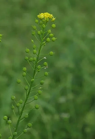 ball mustard: a plant native to Eurasia, Neslia paniculata, which has become an invasive weed in North America