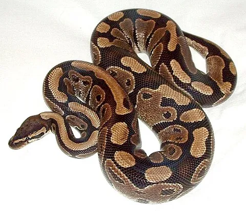 ball python: python regius, a python native to West and Central Africa that coils into a ball when threatened