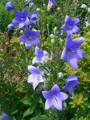 balloon flower: a perennial herb, Platycodon grandiflorus, from Asia, having ornamental blue star-shaped flowers