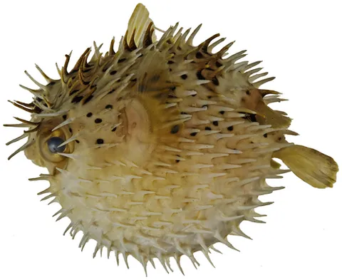 balloonfish: the pufferfish; blowfish