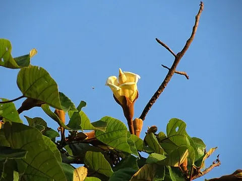 balsa: a large tree, Ochroma pyramidale, native to tropical America, with wood that is very light in weight