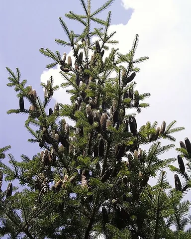balsam fir: a North American species of fir tree (Abies balsamea)