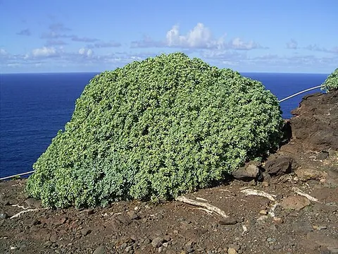 balsam spurge: euphorbia balsamifera, a flowering plant in the spurge family, distributed in the Canary Islands...