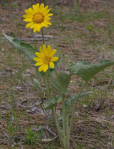 balsamroot: a perennial of the genus Balsamorhiza in the sunflower family, native to western North America
