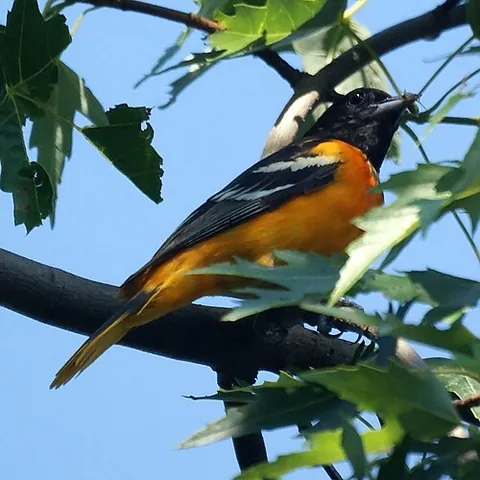 baltimore oriole: any member of the species Icterus galbula of small New World blackbirds