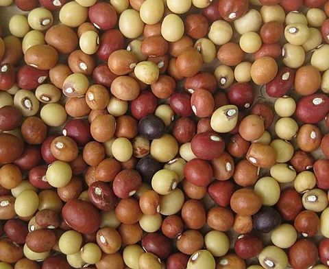 bambara groundnut: the edible seed of an African plant of species Vigna subterranea, which produces its seeds...