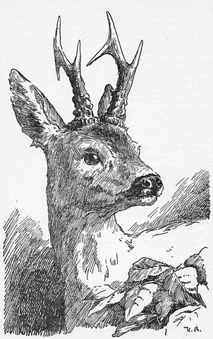 bambi: a female given name