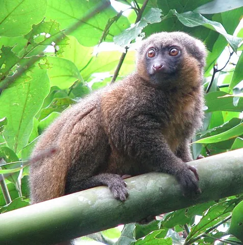 bamboo lemur: any of the lemurs of the genus Hapalemur