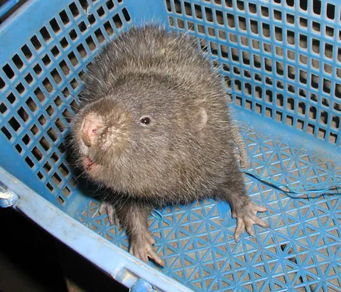 bamboo rat: any of the four species of burrowing rodents in the genera Rhizomys or Cannomys, found in China and...