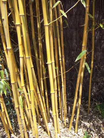 bamboo: any of the fast-growing grasses of the Bambusoideae subfamily, characterized by its woody, hollow,...