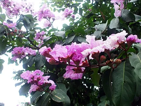 banaba: a Southeast Asian tree (Lagerstroemia speciosa), with medicinal leaves