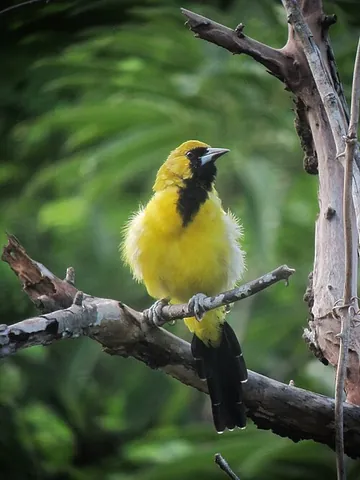 banana bird: a small American bird (Icterus leucopteryx) which feeds on bananas
