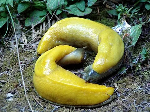 banana slug: any North American species of terrestrial slug in the genus Ariolimax, some of which resemble...