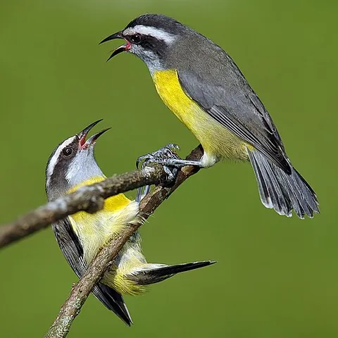 bananaquit: a nectar-feeding bird, Coereba flaveola, thought to be related to the Darwin's finches and the...