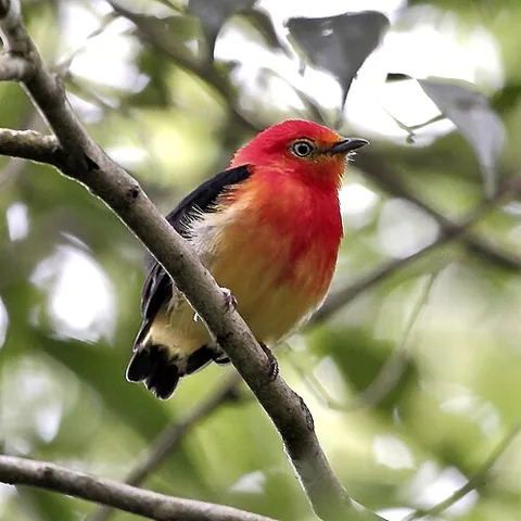 band-tailed manakin: pipra fasciicauda, a species of passeriforme bird