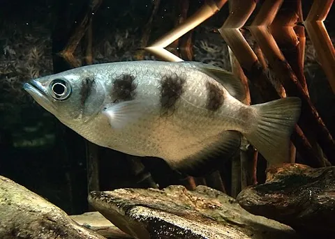 banded archerfish: an archerfish of species Toxotes jaculatrix, known for its ability to spit a jet of water to "shoot...