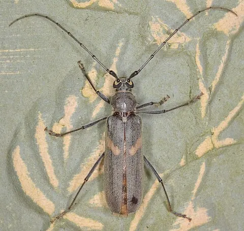 banded hickory borer: a species of brown longhorn beetle (Knulliana cincta) with orange patterns, found in the southern...
